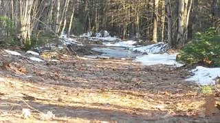 Maine Bigfoot-HD footage with Recreation