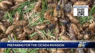 How to protect your plants, trees and more from cicadas