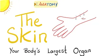 The Skin | The Largest Organ of Your Body | Anatomy & Histology