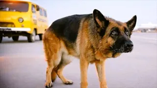 A MAN Leaves His DOG In The Airport But The Loyal Dog Waits For Him Years |