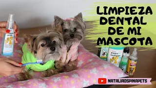 Cómo le limpio los dientes a mi perro - Tips by Natalia Ospina