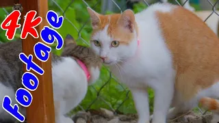 4K Quality Animal Footage - Cats and Kittens Beautiful Scenes Episode 9 | Viral Cat