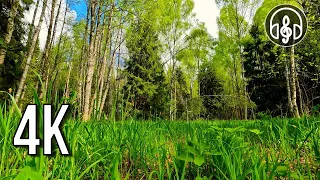 Birdsong in the spring forest. April evening forest.