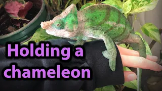 Tips for handling a chameleon