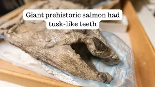 The largest salmon species ever discovered had tusk-like teeth?