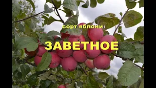 Сорт яблони Заветное