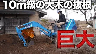 The largest root ever in the backyard of an old folk house was too dangerous... [Day 383]