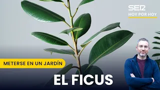 El ficus | Meterse en un jardín, con Eduardo Barba