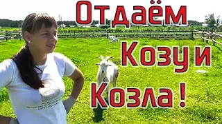 Отдаём Козу и Козла! Из города в деревню 192 серия