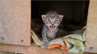 Tiny orphaned kittens adopted by another mother cat.