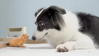 The Moment I Knew My Dog Loved The Rescued Tiny Kitten