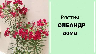 Как вырастить #олеандр дома