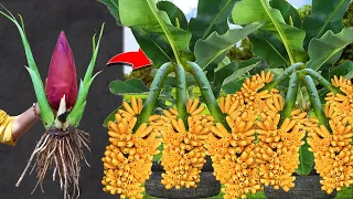 TeangCAMBO:Great Technique For Grafting Banana s Tree Growing fast | How to grow bananas trees