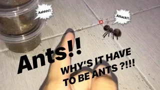 AntsCanada’s AWESOME hobby just turned into a NIGHTMARE for me ..