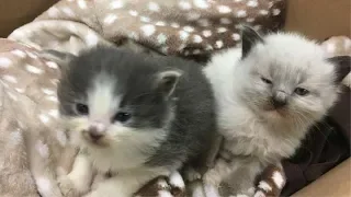 2 Kittens Just Won’t Stop Cuddling With The Police Officer Who Rescued Them