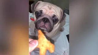 Dogs And Cats Reaction To Food   Funny Animal Reaction