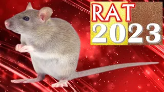 ✪ Rat Horoscope 2023 |✦| Born 2020, 2008, 1996, 1984, 1972, 1960, 1948, 1936