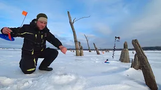 ДУМАЛ НЕ ВЫТАЩУ ЭТУ РЫБУ. Забрался в каряжник на два дня с ночевкой. Рыбалка 2023 щука на жерлицы