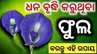 ଧନର ବର୍ଷା କରୁଥିବା ( ଫୁଲ ) କରନ୍ତୁ ଏହି ଉପାୟ | Odia bayagita tips#Ajiraanuchinta#SADHUBANI#Vastutips