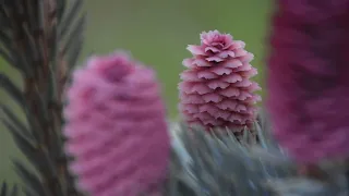 Счастье в розовых шишках!