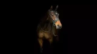 There's nothing holding me back/equestrian music video/