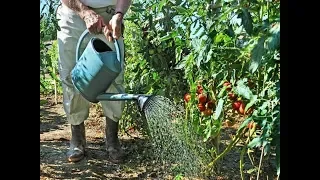 Важный секрет урожая томатов – правильный полив! Как и когда это делать.