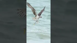 Amazing Osprey pulls massive fish from the ocean and flies away. #wildlife #bird #birdsofprey