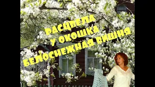 ♥️🔥ЛЮБИМАЯ ПЕСНЯ ВСЕХ ЖЕНЩИН🙏 Боголепова Юлия-Расцвела у окошка белоснежная вишня