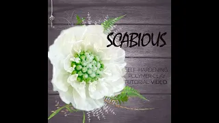 Scabious©