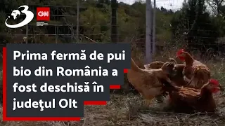 Prima fermă de pui bio din România a fost deschisă în judeţul Olt