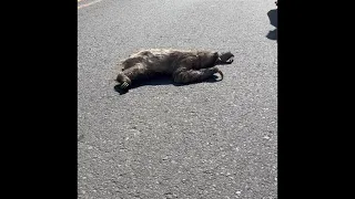 Three-toed sloth crossing the road in Costa Rica Puerto Viejo