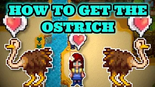 Stardew Valley 1.5 | How to get the ostrich Full Tutorial