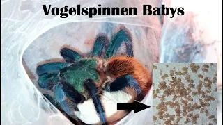 Vogelspinnen Paarung & Baby Unboxing / Chromatopelma cyaneopubescens / Kokon wird geöffnet