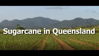 Sugarcane in Queensland - CANEGROWERS