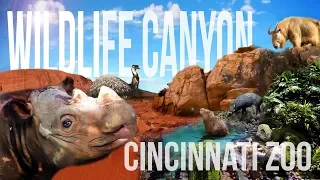 Zoo Tours Ep. 44: The Wildlife Canyon Tour & Sumatran Rhinos (1989-2018) | Cincinnati Zoo