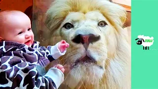 Funny Kids and Animals at the Zoo - Funny kids fails Vines | #21-ZULUkids