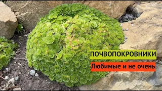 Лучшие ПОЧВОПОКРОВНИКИ в моём саду и те, которые истребляю :)