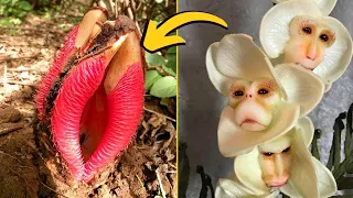 AS 10 ESPÉCIES DE FLORES MAIS EXÓTICAS E ÚNICAS DO MUNDO!