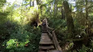 Old Growth Rain Forest Trail "Route B" - Pacific Rim Park, West Coast Vancouver Island 360 VR