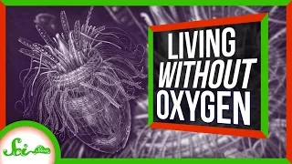 These Animals Don’t Need Oxygen?!