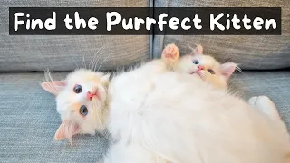 How to Buy a Ragdoll Kitten from a Reputable Breeder (6 Step Process) | The Cat Butler