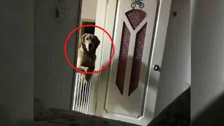 Ein Mann bemerkte, dass sein Hund ihn jede Nacht schlafen sah, dann erkannte er die herzzerreißende