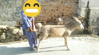 A man Masti With Donkey Funny Video #donkey