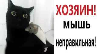 Лютые приколы. ХОЗЯИН, МЫШЬ НЕПРАВИЛЬНАЯ! Самое смешное видео! РЖАКА ДО СЛЁЗ - Domi Show