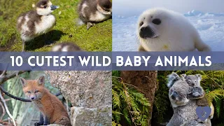 The 10 Cutest Wild Baby Animals That Will Make You Go Aww