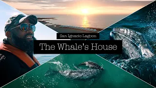 The Whale's House - Close Encounter with Grey Whales in Mexico 4K