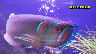 Your virtual aquarium 3D anaglyph 1