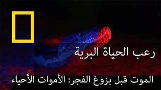 الموت قبل بزوغ الفجر: الأموات الأحياء