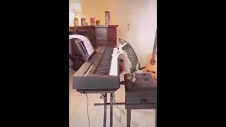 cat plays still dre on piano