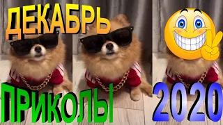 ПРИКОЛЫ 2020 САМЫЕ НОВЫЕ!!!!СМОТРЕТЬ ПРИКОЛЫ 2020!!!#33